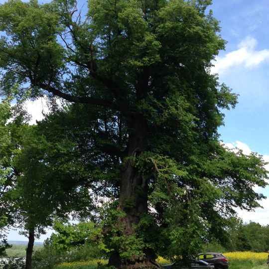 Tausendjährige Linde in Antiesen