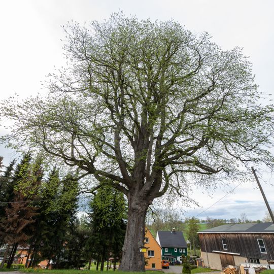 Ulmus glabra in  Kleinhartmannsdorf