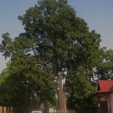 Oak of Ivan Franko, Kolomyia
