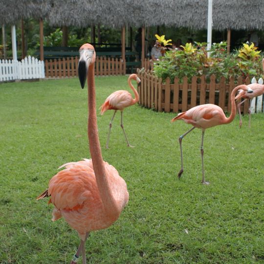 Ardastra Gardens, Zoo and Conservation Centre