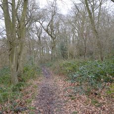 Howe Grove Wood