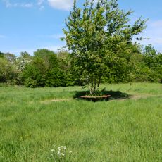 Swallowfield Meadow
