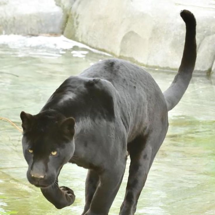 Lodges de Parrot World