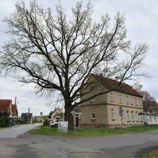 Quercus robur before school Gerbisdorf