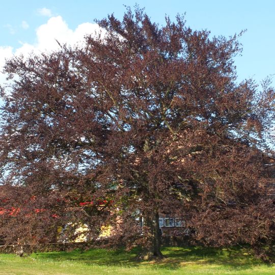 Blut-Buche Kladower Damm Ecke Eichelmatenweg