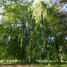Hängebuche im Schlosspark Schönberg