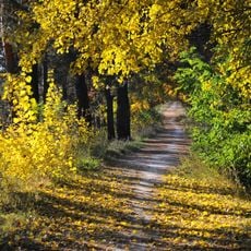 Cherkasy Regional Hospital Park