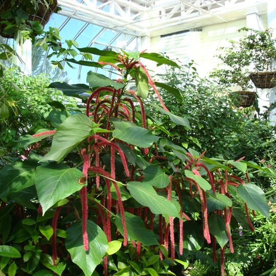Key West Butterfly and Nature Conservatory