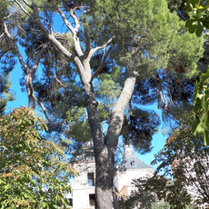 Pino carrasco del Jardín del Palacio Goyeneche