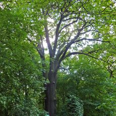 Stiel-Eiche Upstallweg