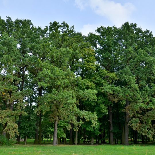 Manor park in Skrwilno