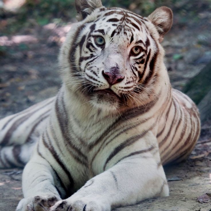 The Exotic Feline Rescue Center