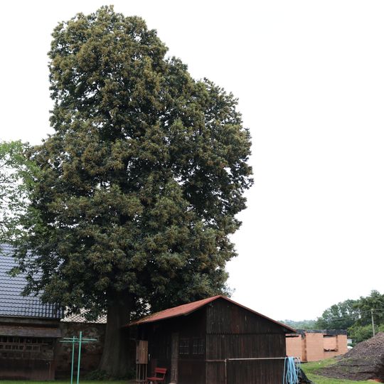 Kaštanovník jedlý