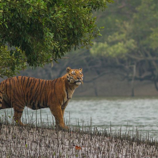 Sundarbans National Park