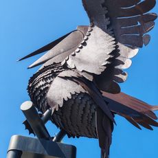 Pelicans