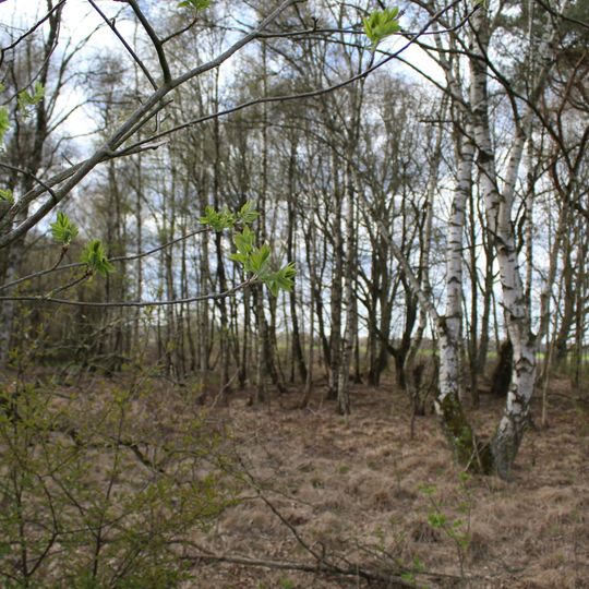 Gagelbestand bei Wesseloh