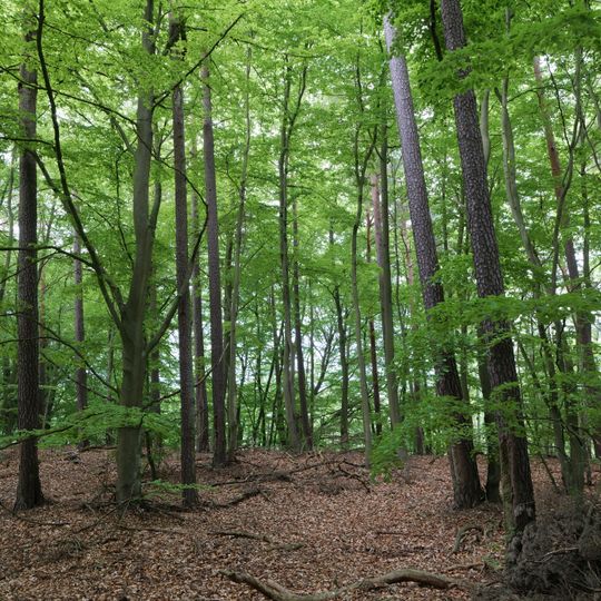 Stolpseewiesen-Siggelhavel