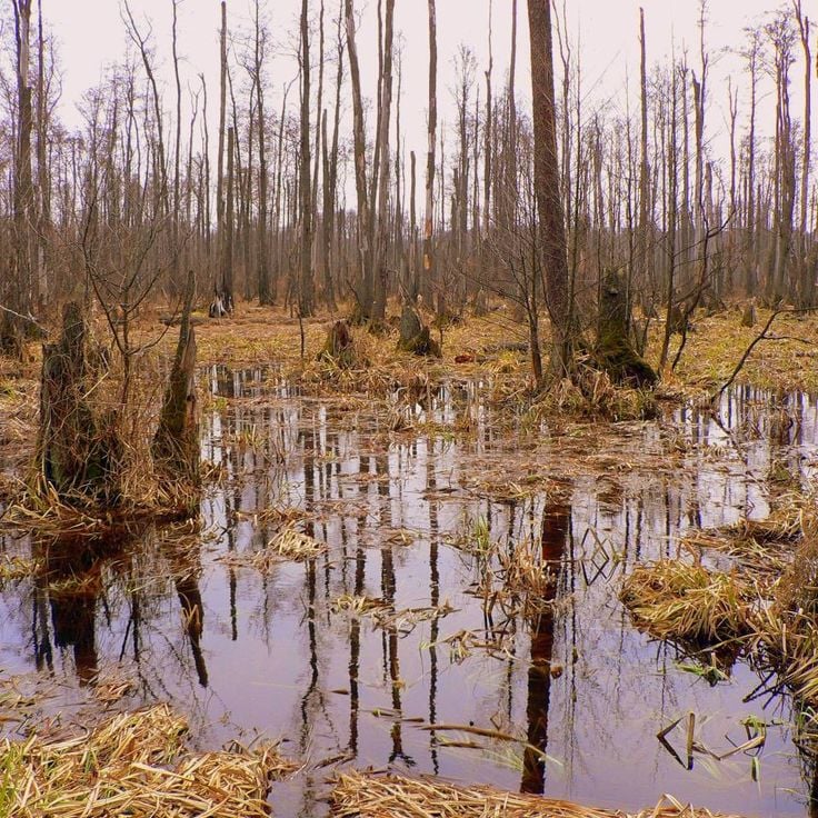 Parco Nazionale di Kampinos