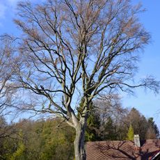 Buk lesní Františky
