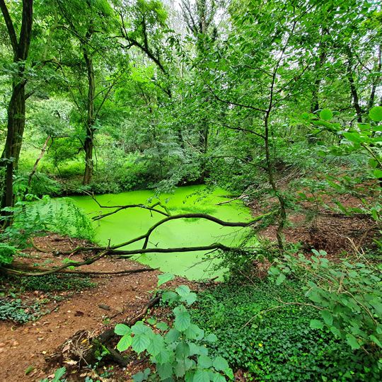 Großer Rauschenbusch am Steinhübel