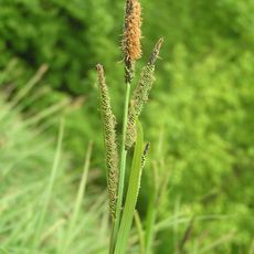 Hrabanovská černava