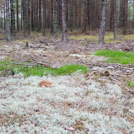 Nature reserve Bór Chrobotkowy