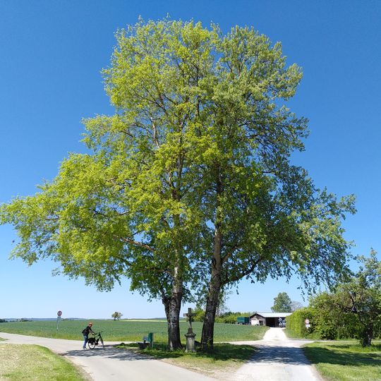 2 Pappeln mit Steinkreuz