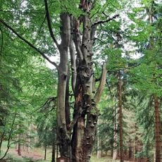 Buk na Starém Jelení