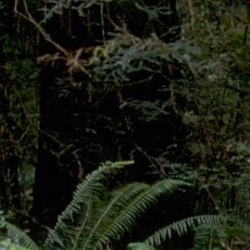 Parque nacional y parques estatales de Redwood
