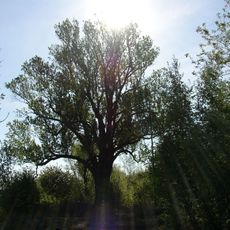 Topol u varnsdorfského nádraží