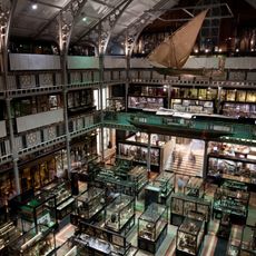 Museo Pitt Rivers