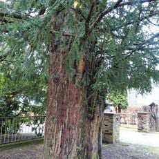 Taxus near Gabler Straße 9