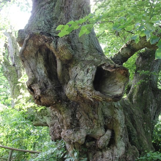 Naturdenkmal Winter-Linde Pehlitzwerder, ca. 25 m nordnordwestlich der Klosterruine in Brodowin
