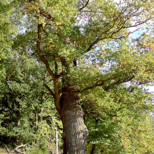 Dub u Zadního dvora 5