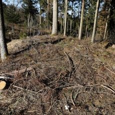 Hügelgräber im Kaiserwald (KG Laa)