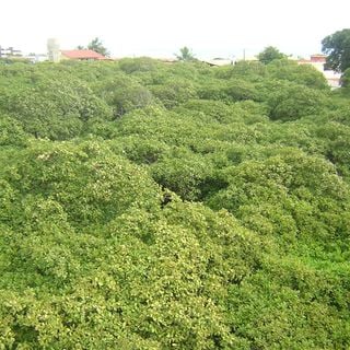 Pirangi Cashew Tree