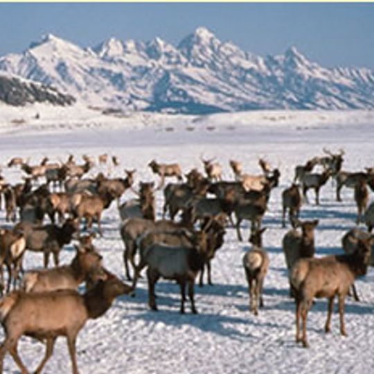 National Elk Refuge