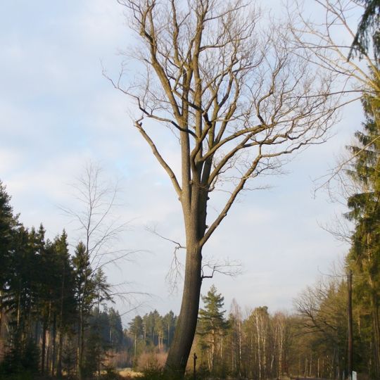 Dub u Bártíkovy školky