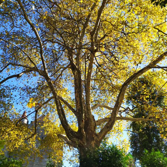 Árvore isolada em Jardins do Paço dos Duques de Bragança
