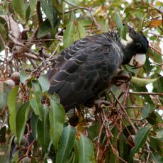 Mundaring-Kalamunda Important Bird Area