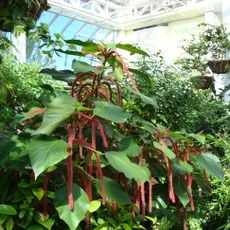 Key West Butterfly and Nature Conservatory