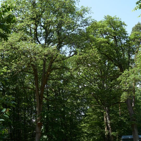 Kreuzeiche am Hörnle