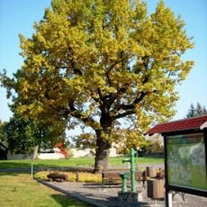 Naturdenkmal Friedenseiche Stieleiche Kölsa, Hauptstraße; Flur 2, Flurstück 174 in Kölsa