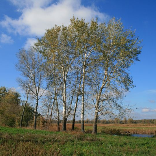 Zhuravlynyy Zakaznyk