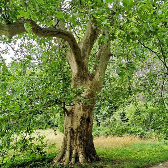Naturdenkmal Gewöhnliche Platane Park, östlich anschließend an die Ortslage in Blumberg
