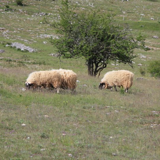 Causses en Cévennes, mediterraan cultureel landbouw- en weidelandschap