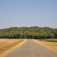 Opmerkelijke bomen van verschillende continenten