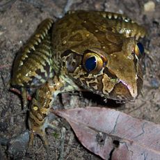 Mapleton National Park