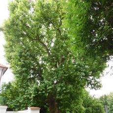 Monumental London Plane tree at Kołłątaja Square in Rzeszów