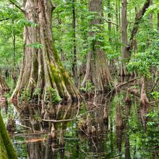 Greenville Cypress Preserve
